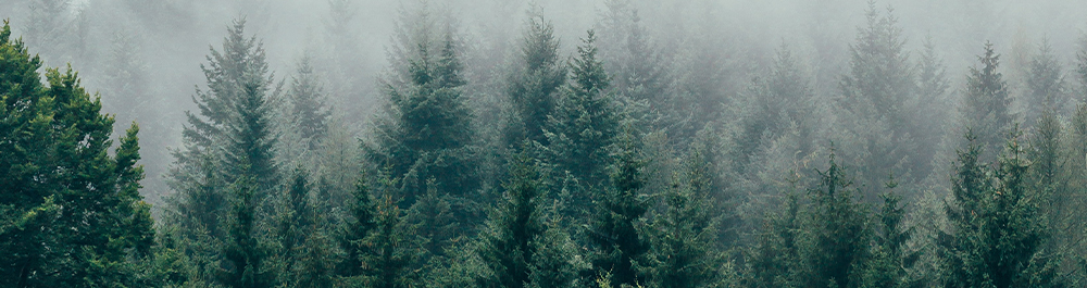 Comment des forêts saines et durables aident la faune et ses habitats?