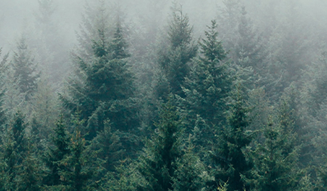 Comment des forêts saines et durables aident la faune et ses habitats?